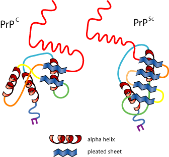 prions[1]-GIF.gif